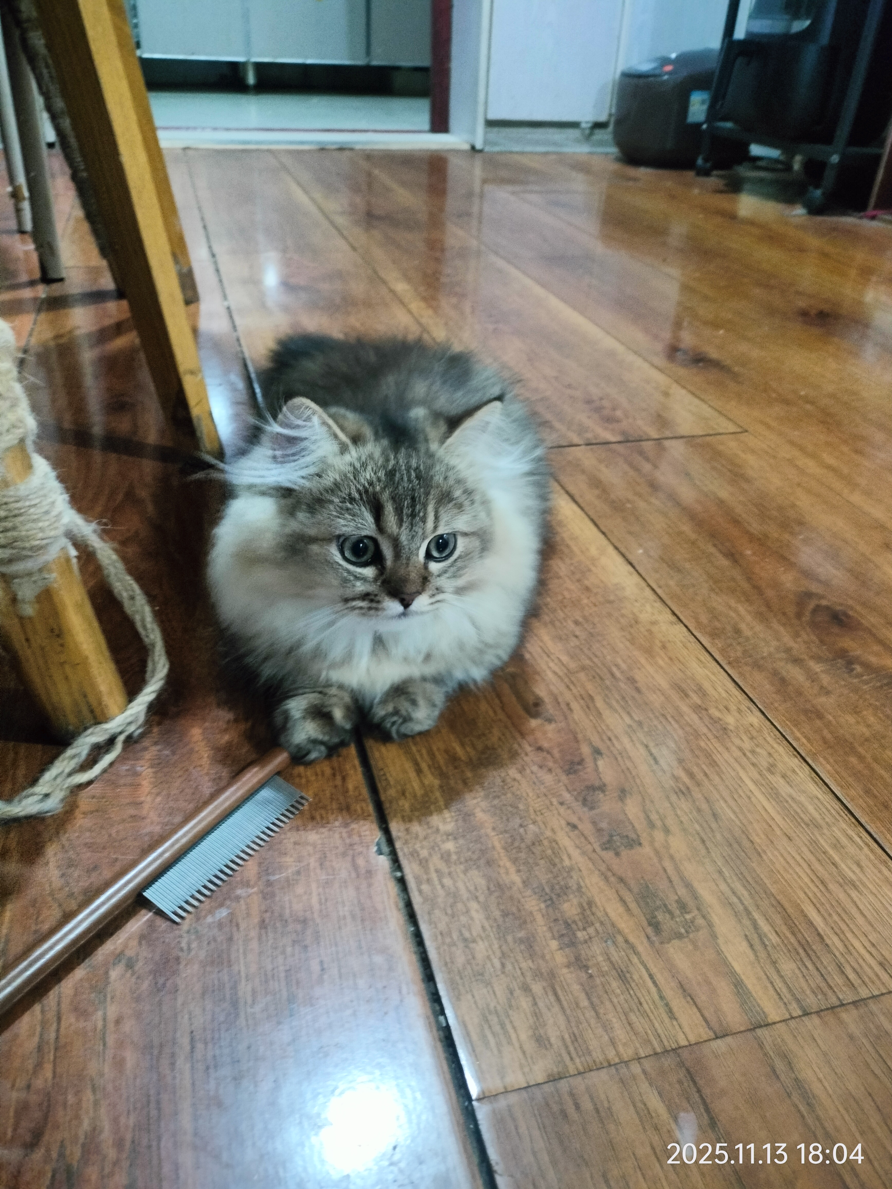 自家养育金渐层，超优雅、超可爱、超懂事……